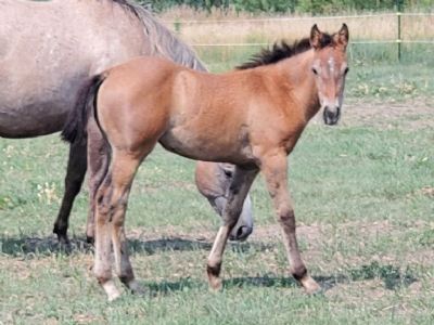Top Gun Titania JW <BR>AQHA 6370864